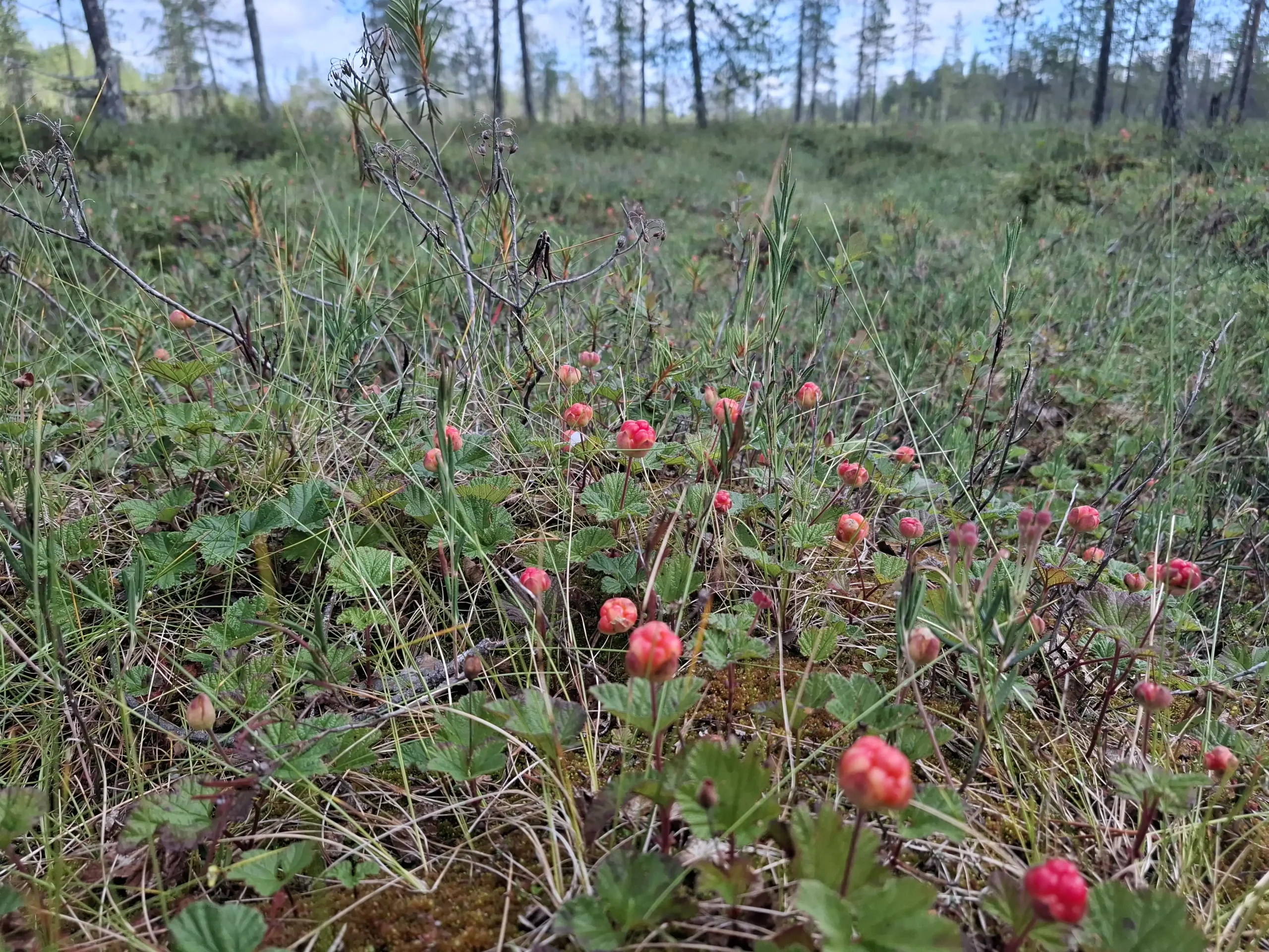 Lapland private tours